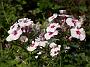 Phlox Zauberspiel1